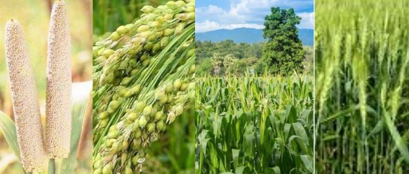 AGRO STATE AWARD महाराष्ट्राचा सर्वाेच्च सन्मान, ठरले सर्वाेत्कृष्ट कृषी राज्य